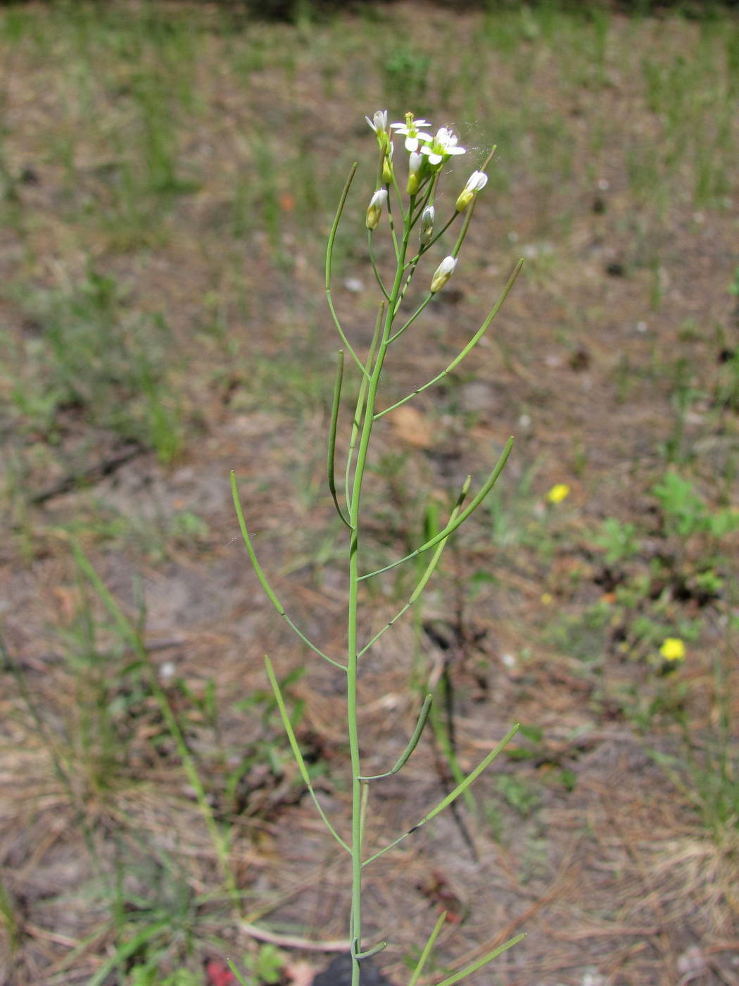 Изображение особи Arabidopsis thaliana.