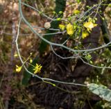 Parkinsonia florida