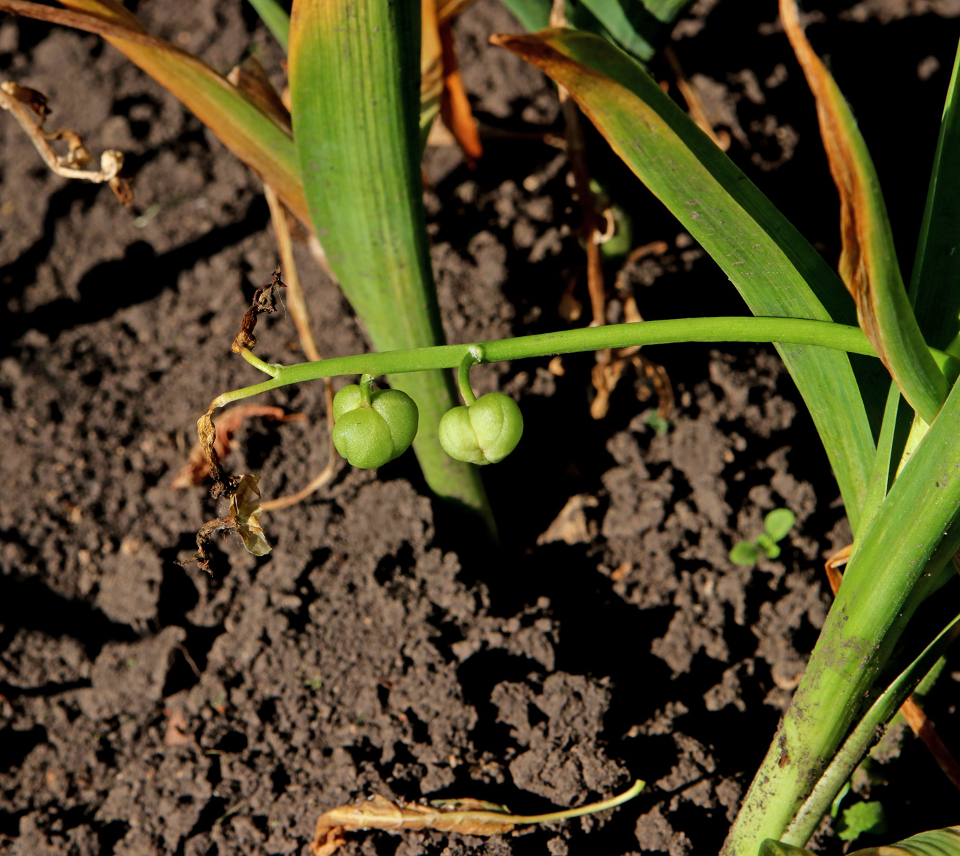 Image of Hyacinthus orientalis specimen.