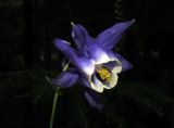 Aquilegia aradanica