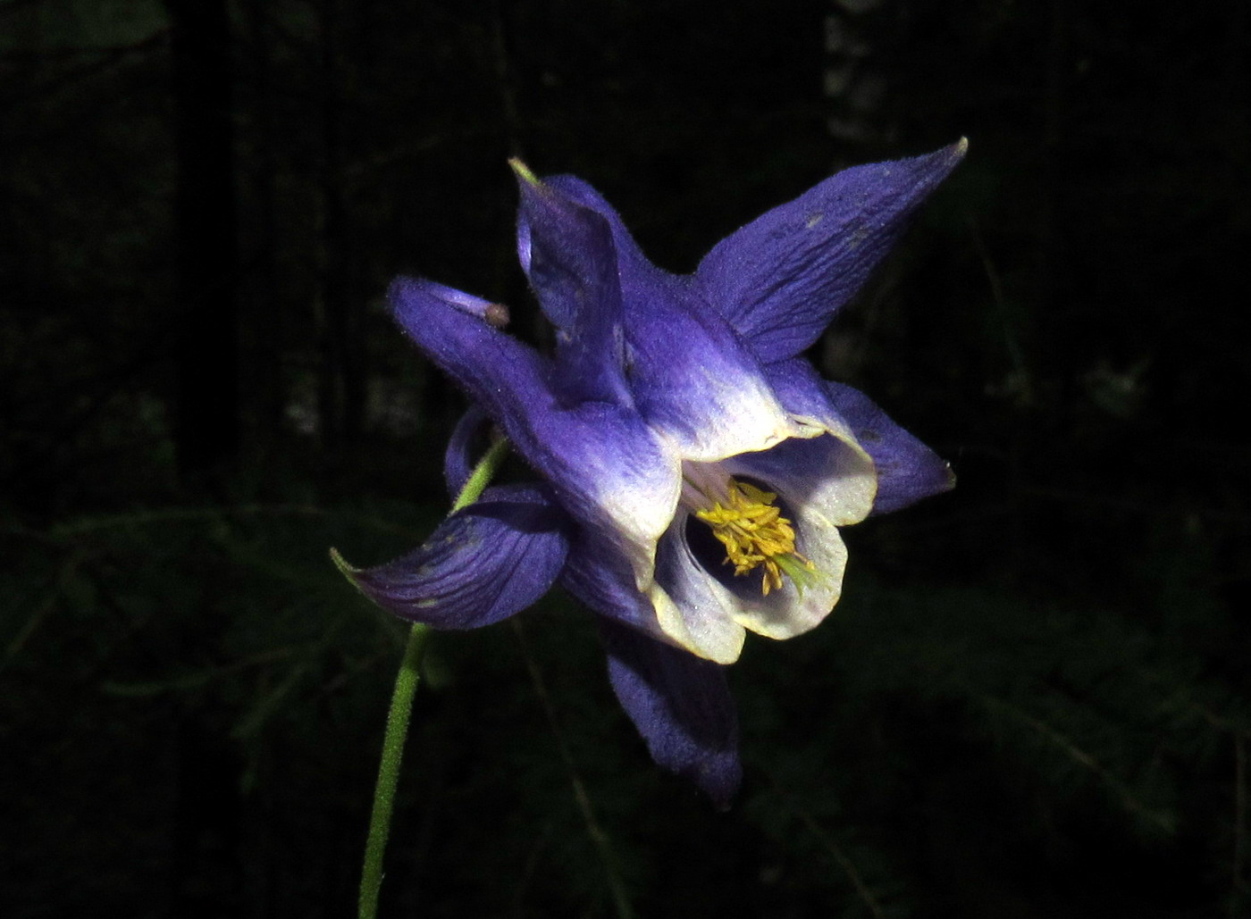 Изображение особи Aquilegia aradanica.