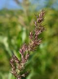 Calamagrostis epigeios. Верхушка соцветия. Марий Эл, Медведевский р-н, заброшенный участок. 05.08.2022.