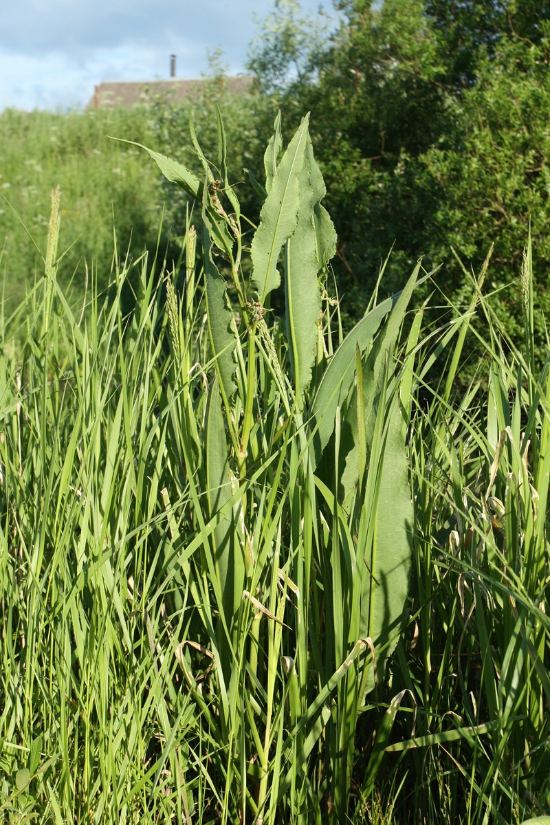 Image of Rumex hydrolapathum specimen.