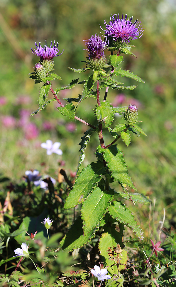 Image of Cirsium vlassovianum specimen.