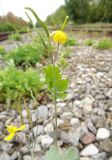Chelidonium majus