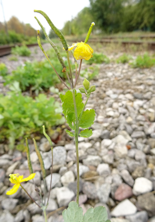 Image of Chelidonium majus specimen.