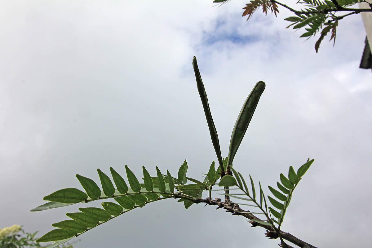 Image of class Magnoliopsida specimen.