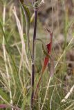 Silene wolgensis. Нижняя часть растения. Южный Казахстан, подгорная степь в 1.5 км восточнее пос. Амангельды. 07.07.2010.