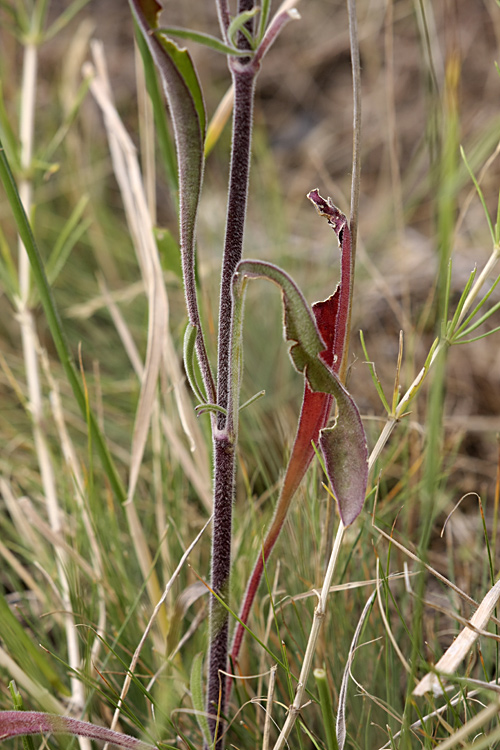 Image of Silene wolgensis specimen.