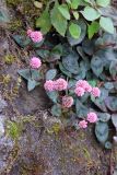Persicaria capitata. Цветущее растение. Непал, провинция Багмати, р-н Катманду, национальный парк \"Шивапури-Нагарджун\". 30.11.2017.