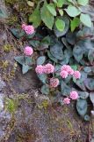 Persicaria capitata