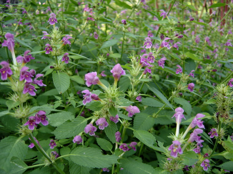 Image of Galeopsis pubescens specimen.