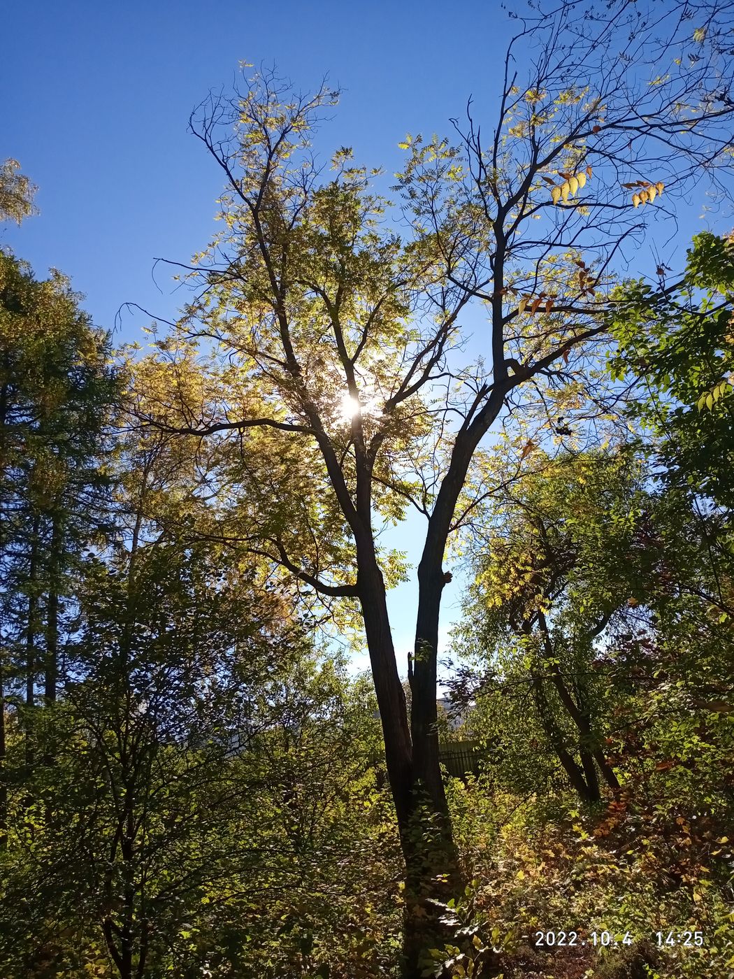 Image of Juglans mandshurica specimen.