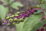 Phytolacca americana. Соплодие с созревающими плодами и отцветающими цветками. Испания, автономное сообщество Каталония, провинция Жирона, комарка Баш Эмпорда, муниципалитет Калонже, русло малой реки. 11.10.2022.