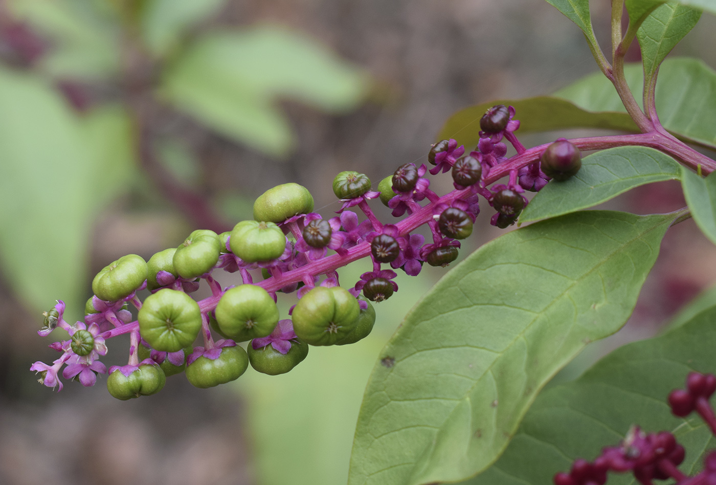 Изображение особи Phytolacca americana.