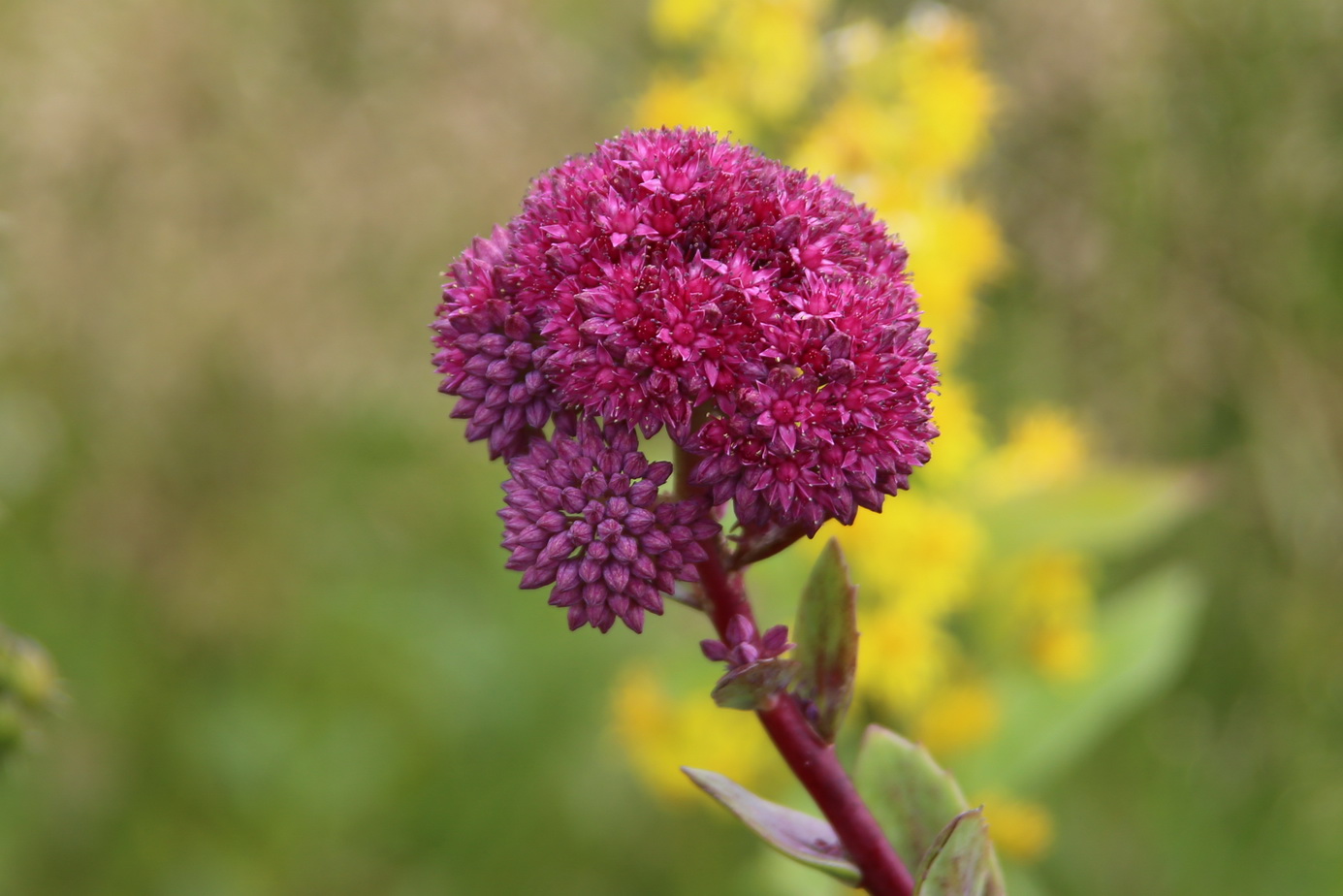 Изображение особи Hylotelephium triphyllum.