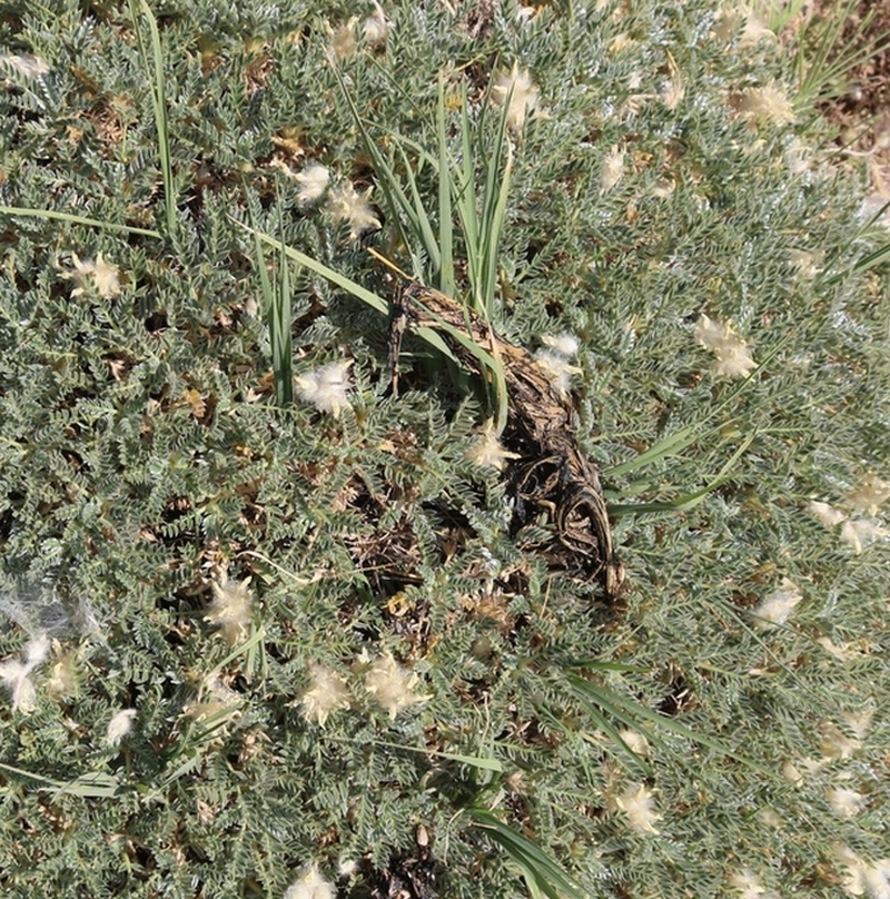 Изображение особи Astragalus persicus.