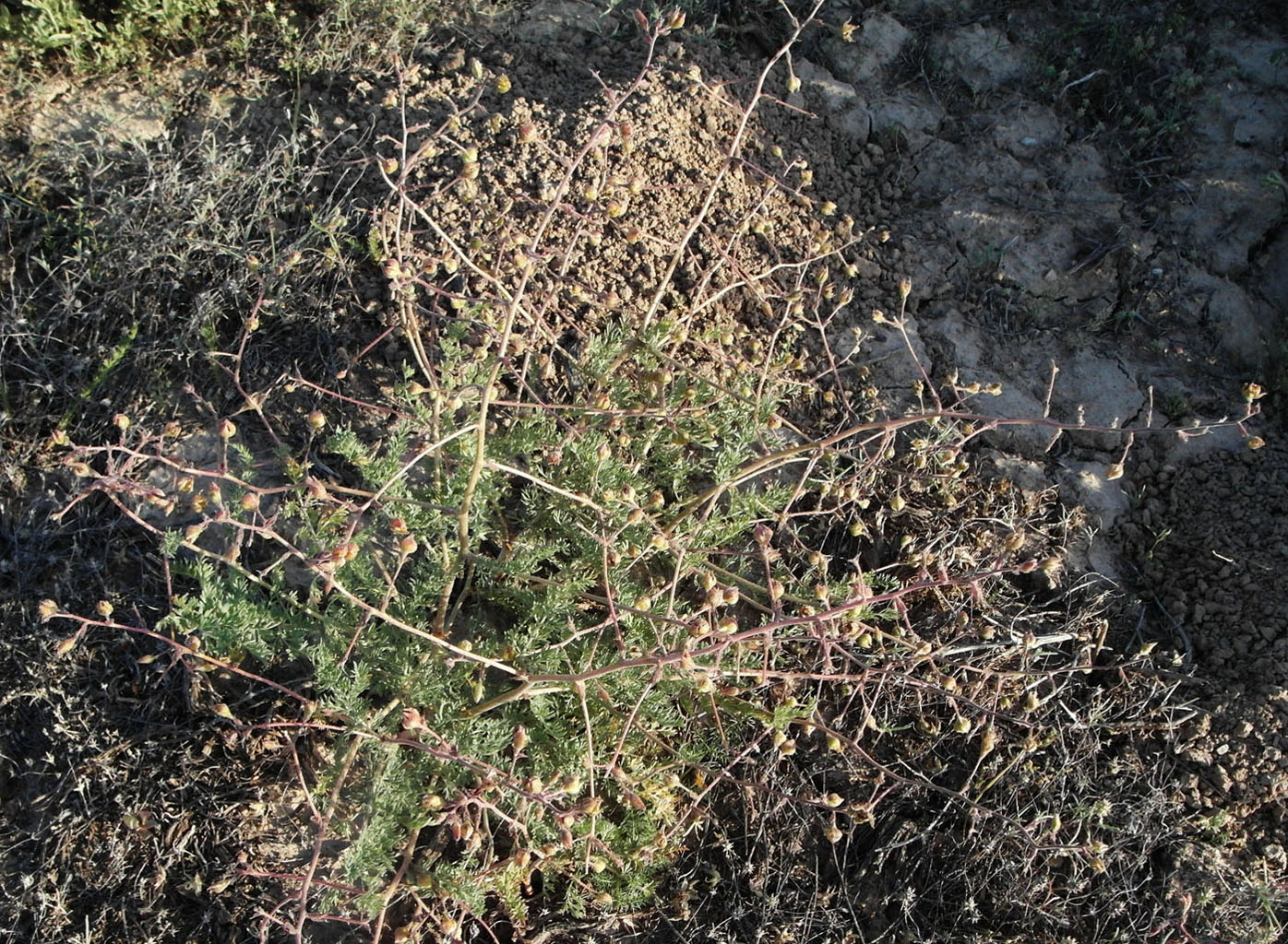 Image of Biebersteinia multifida specimen.