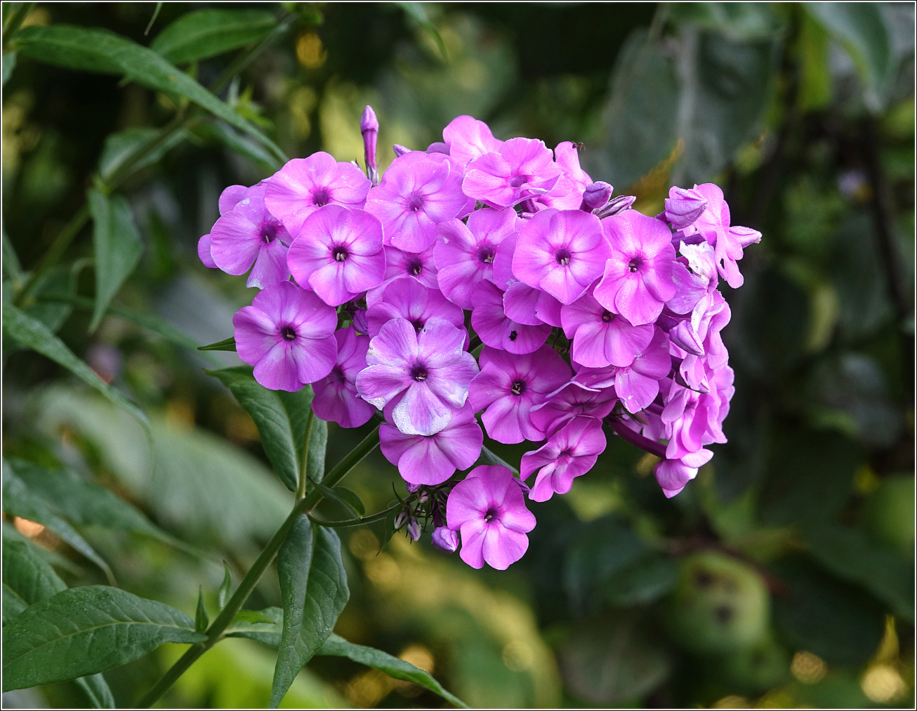 Изображение особи Phlox paniculata.