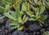 Dryas punctata. Розетки листьев. Камчатский край, Елизовский р-н, природный парк \"Вулканы Камчатки\", кордон \"Авачинский перевал\", кемпинг, шлаковое поле. 28.08.2022.