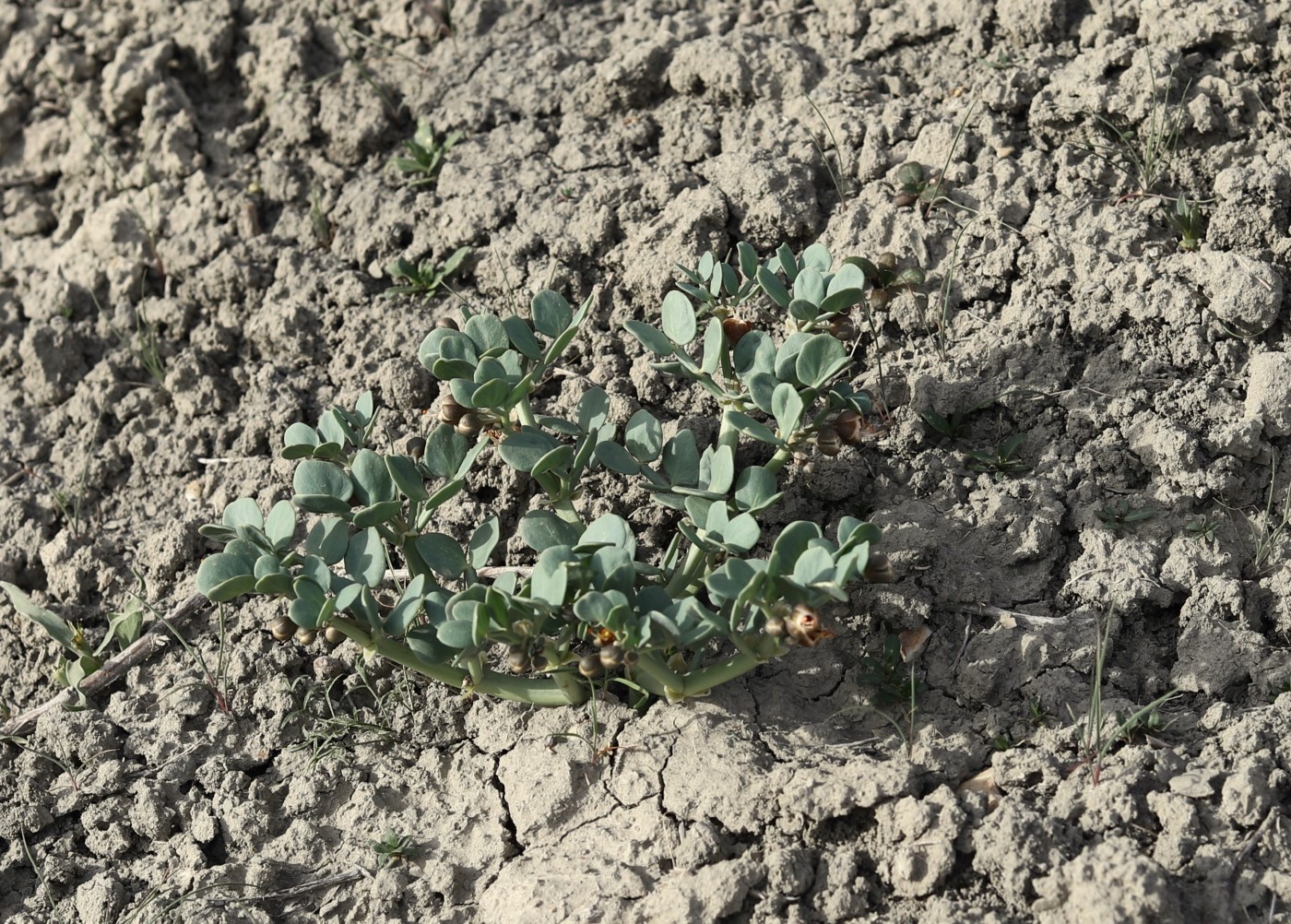 Image of Zygophyllum macrophyllum specimen.