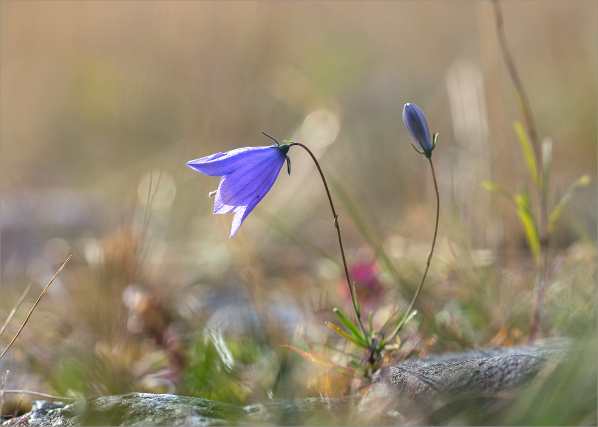 Изображение особи Campanula rotundifolia.