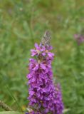 Lythrum salicaria
