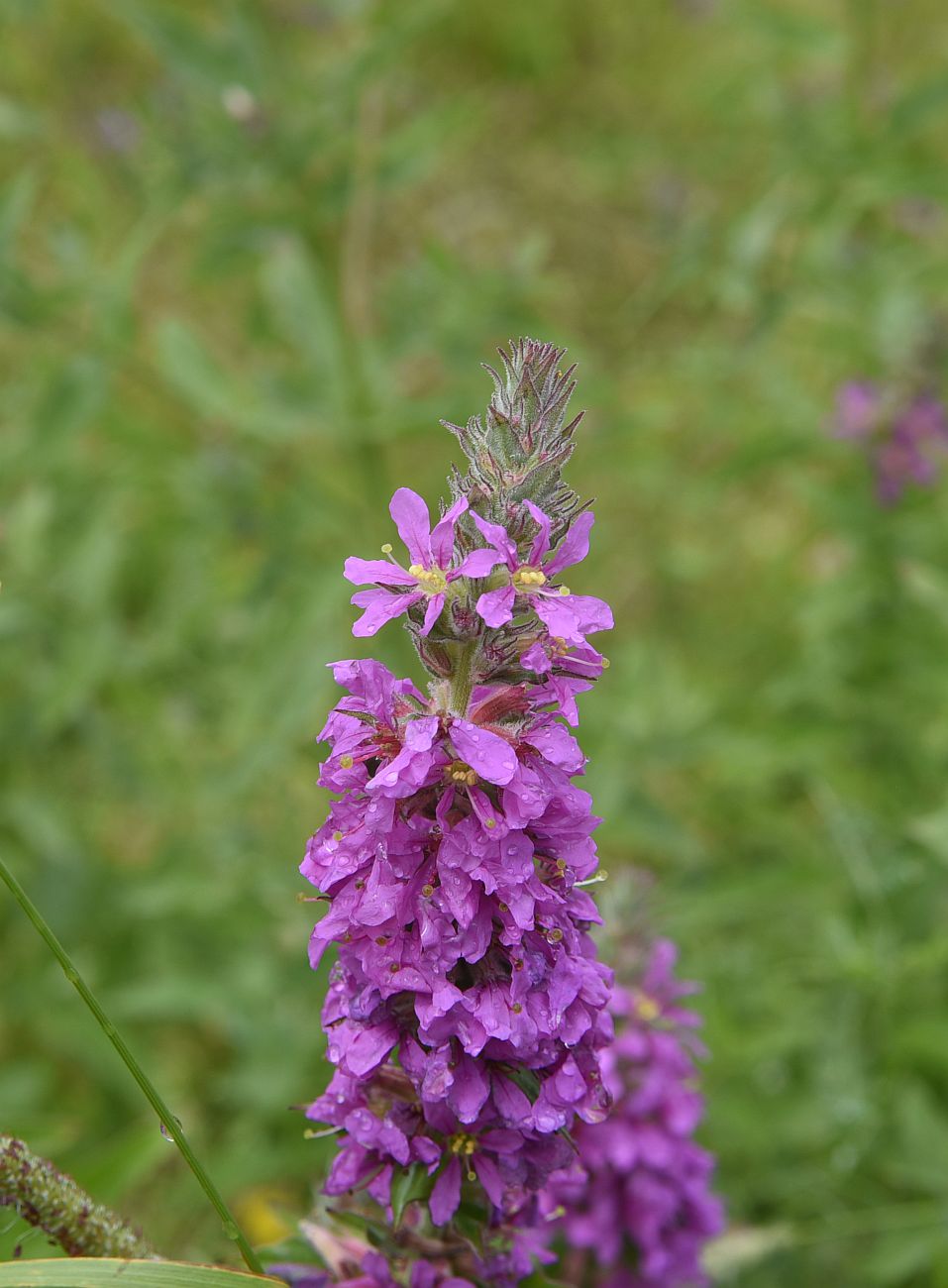 Image of Lythrum salicaria specimen.