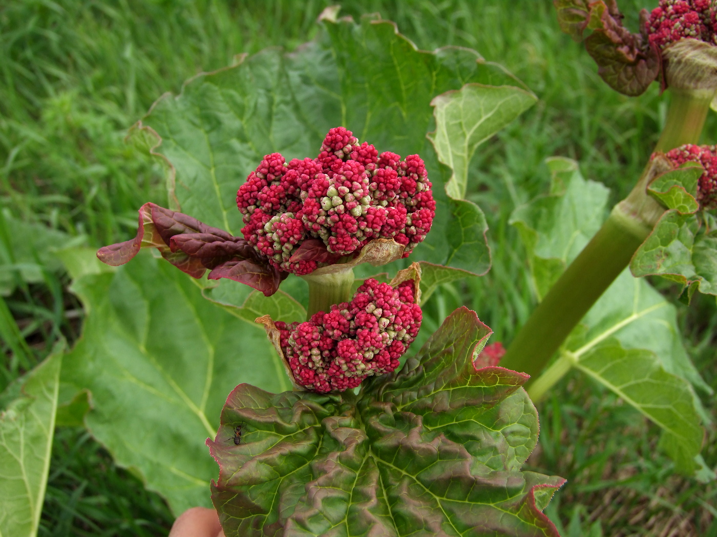 Изображение особи Rheum rhabarbarum.