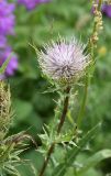 Cirsium obvallatum