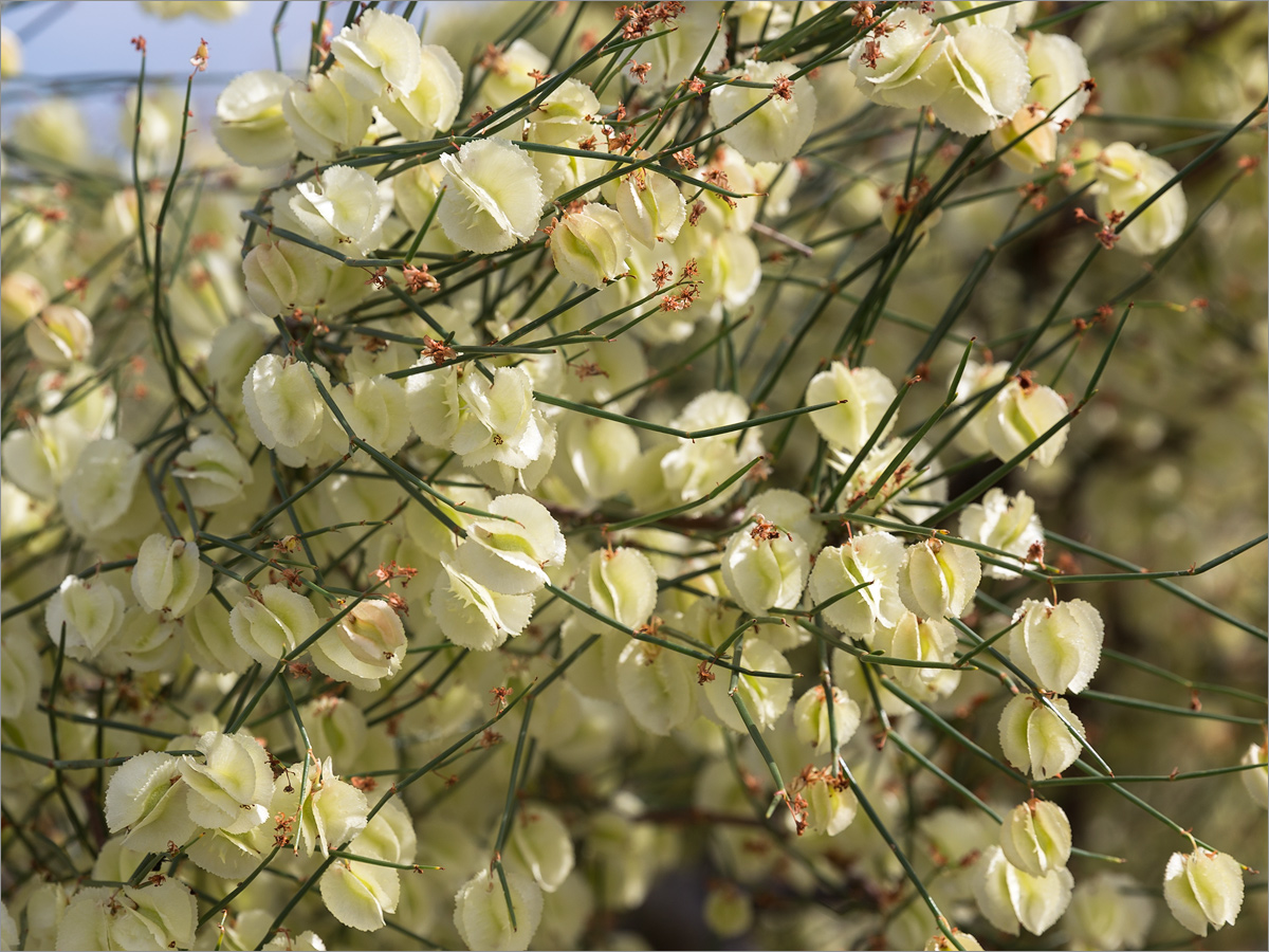 Изображение особи Calligonum aphyllum.