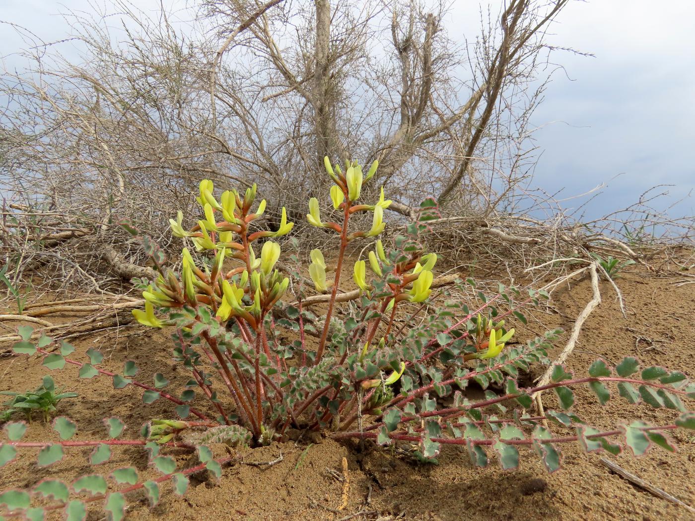 Изображение особи Astragalus flexus.