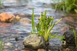 Tripolium pannonicum ssp. tripolium