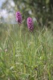 Anacamptis pyramidalis. Цветущие растения. Крым, Севастополь, Байдарская долина, луг. 15.06.2023.