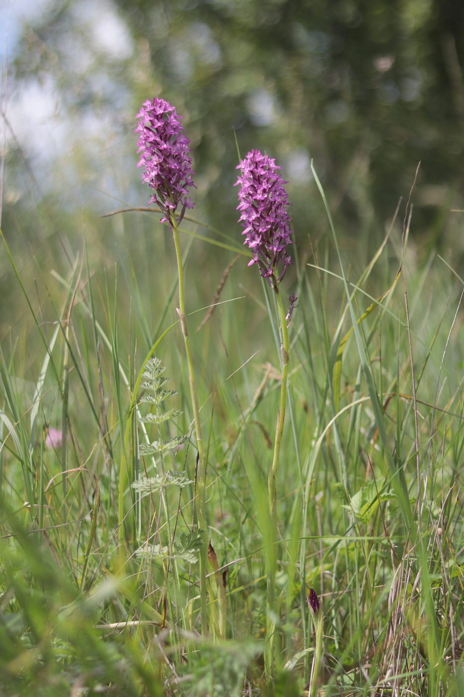 Изображение особи Anacamptis pyramidalis.