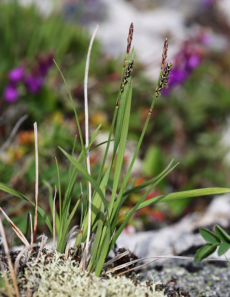 Image of Carex rigidioides specimen.