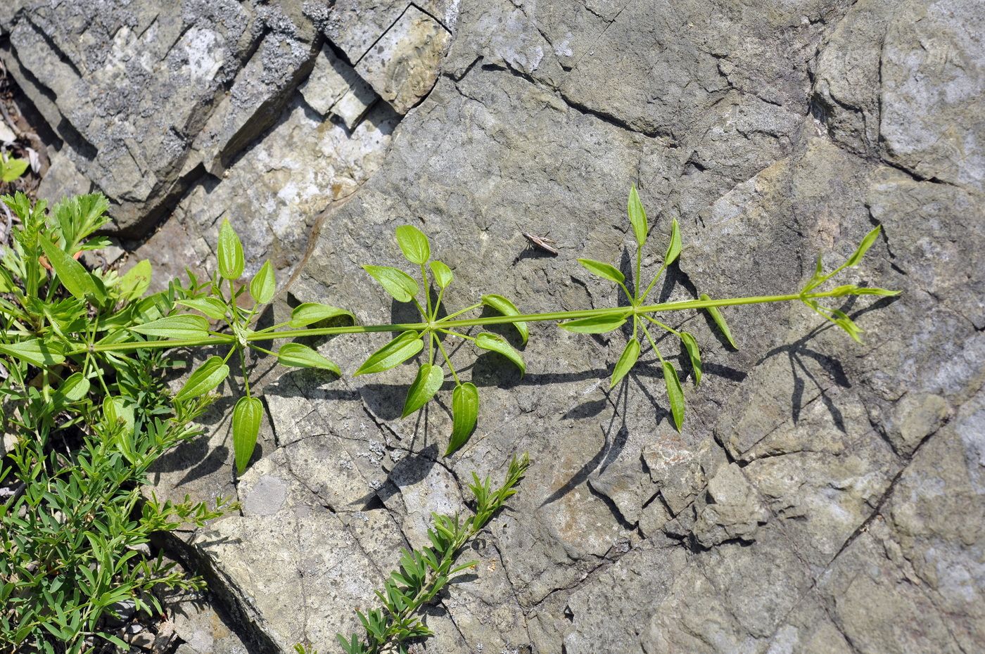 Изображение особи Rubia cordifolia.