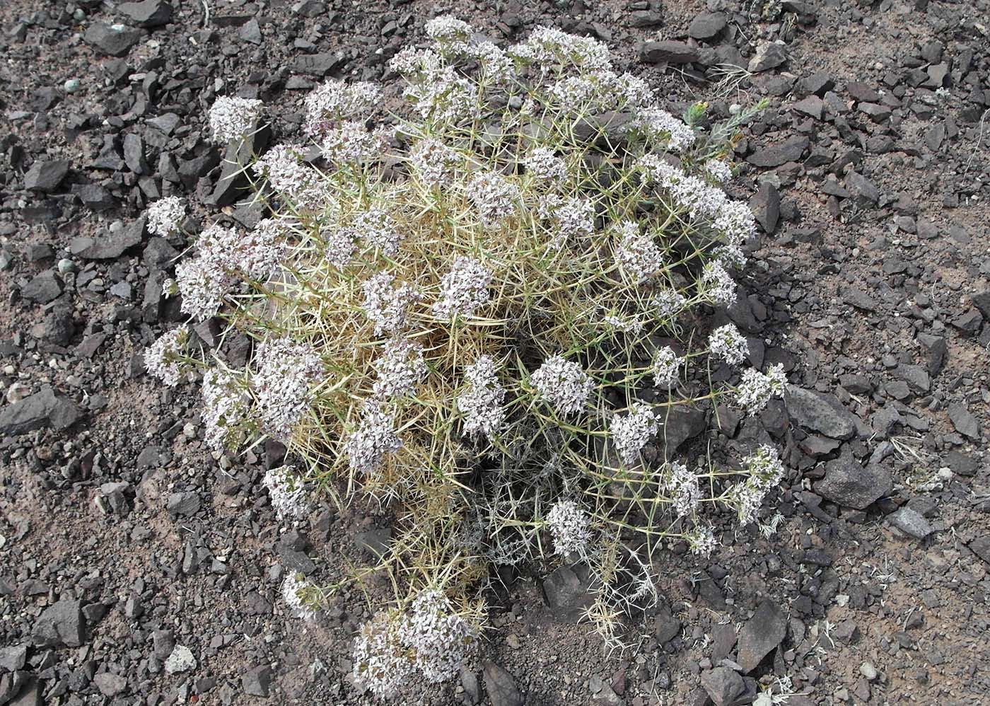 Image of Acanthophyllum pungens specimen.