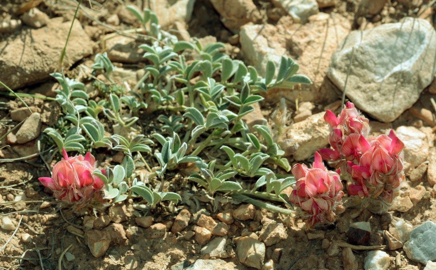 Image of Hedysarum minjanense specimen.
