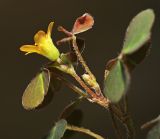 Oxalis corniculata