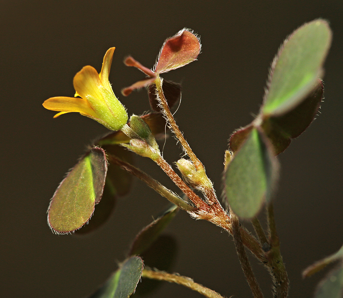 Изображение особи Oxalis corniculata.