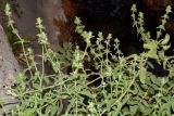 Stachys setifera. Верхние части цветущих растений. Узбекистан, Кашкадарьинская обл., Китабский геологический заповедник; Зеравшанский хр., ущелье р. Ходжакурган, подножье скалы у речки. 23.07.2023.