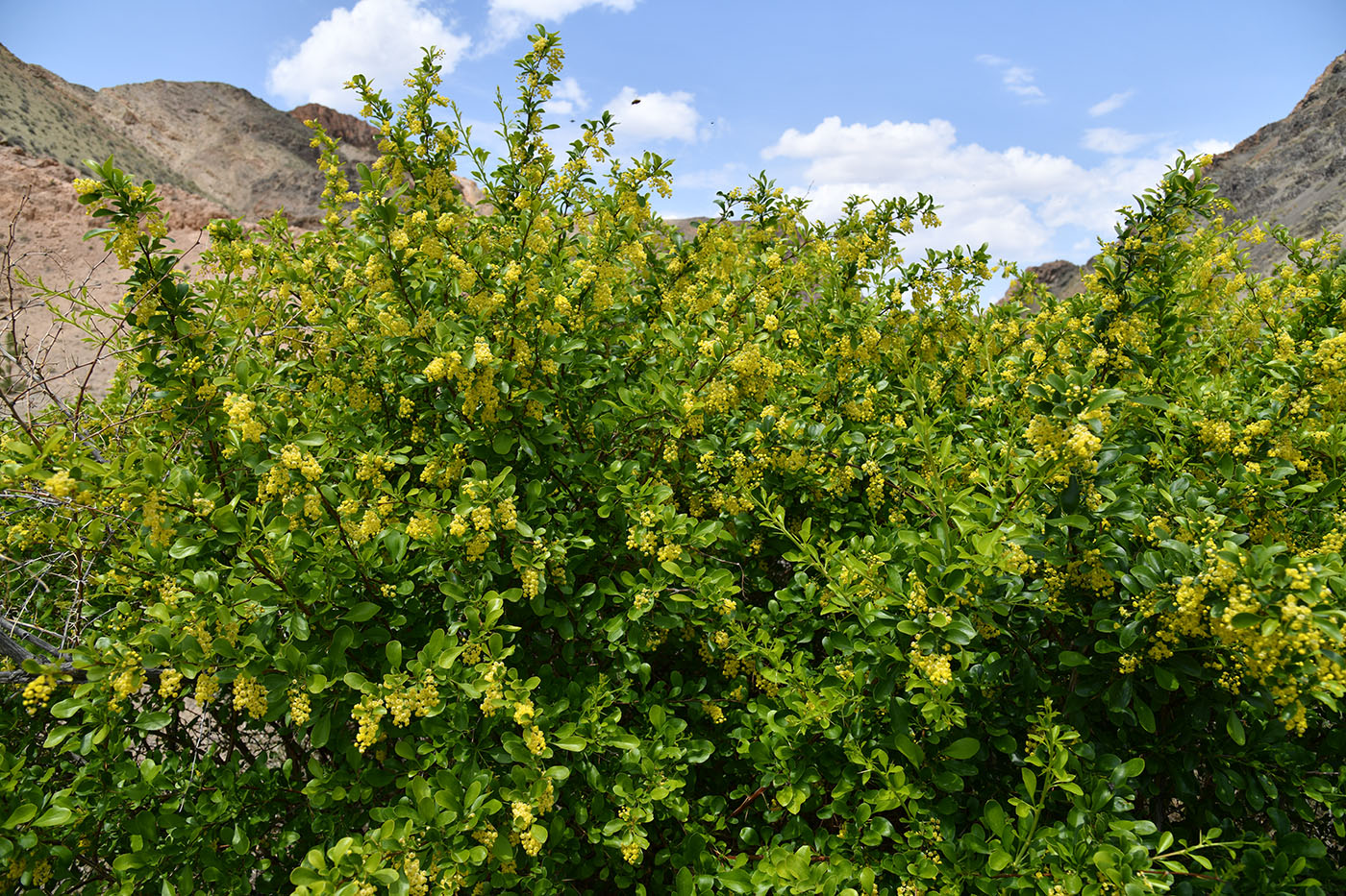 Изображение особи Berberis iliensis.