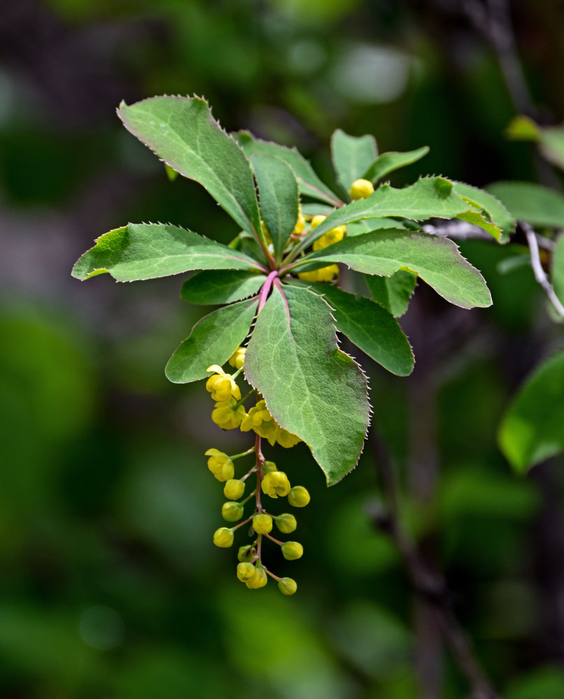 Image of Berberis vulgaris specimen.