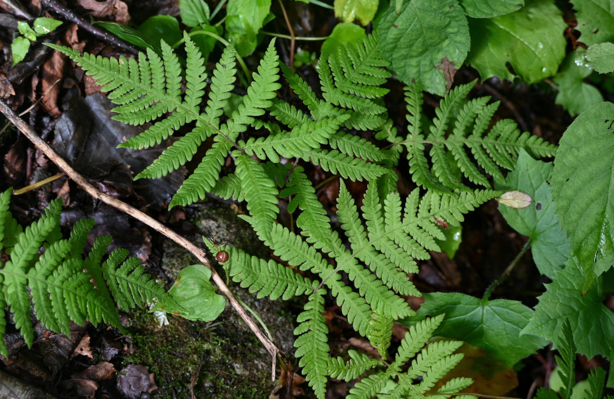 Image of Phegopteris connectilis specimen.
