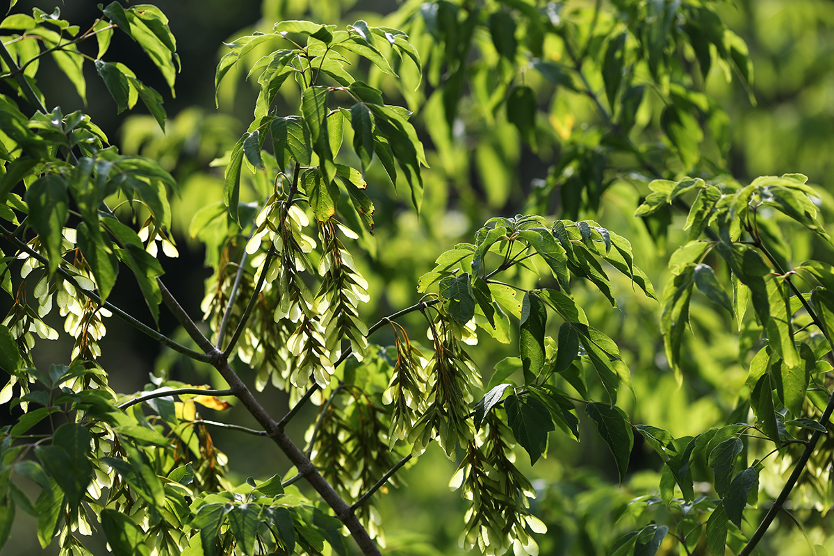 Image of Acer negundo specimen.