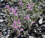 Scutellaria grandiflora