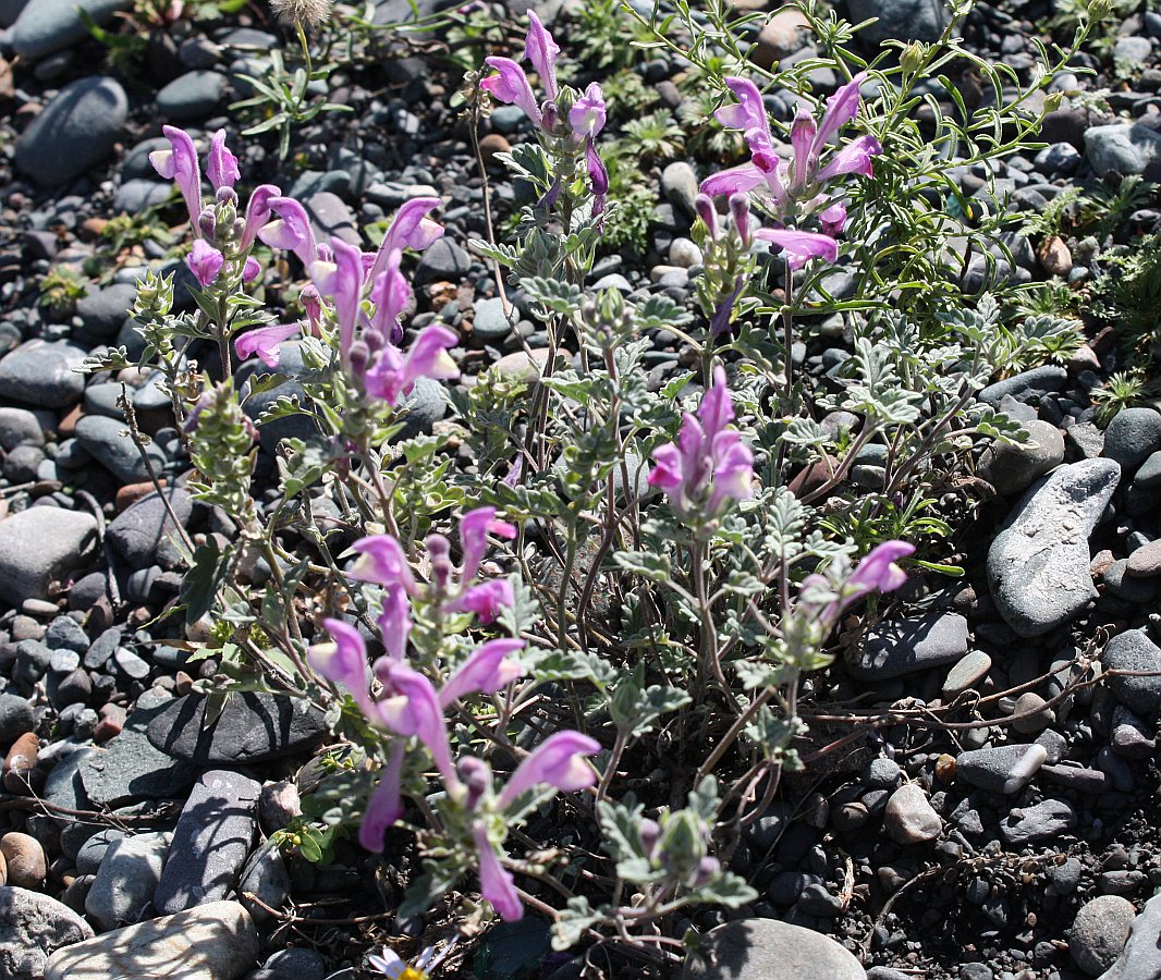 Image of Scutellaria grandiflora specimen.