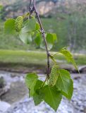 Betula litwinowii