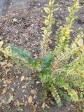 Ligustrum ovalifolium. Вегетирующее растение. Волгоград, Красноармейский р-н. 19.11.2023.